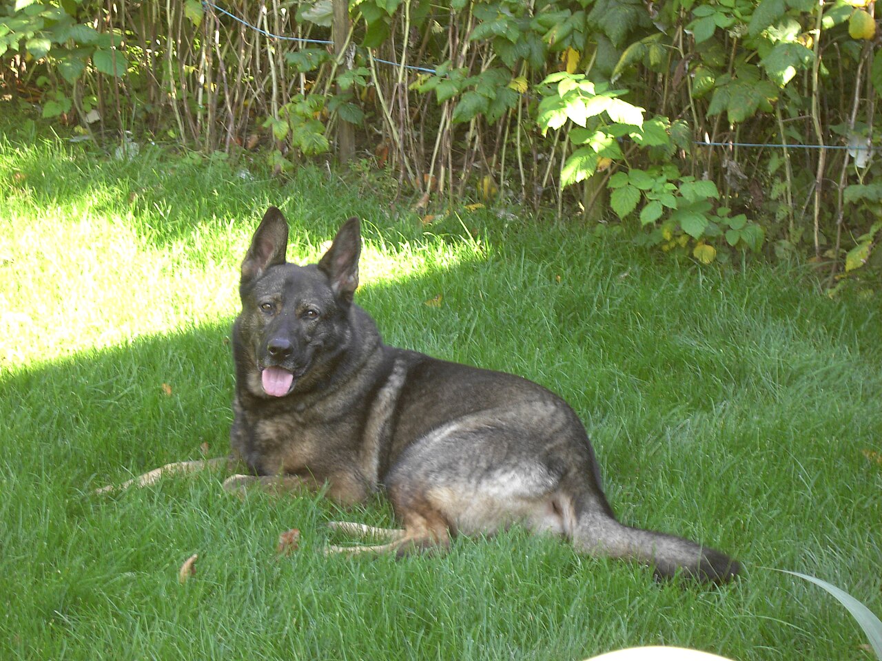 Tysk schäferhund liggande i gräs, helfigur