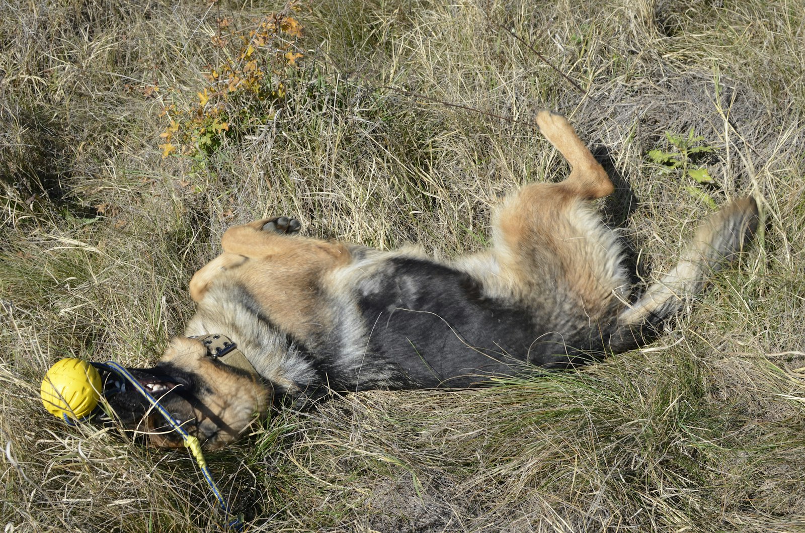 Schäfer med boll i gräs